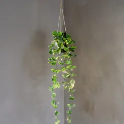 STAR TRADING Kunstpflanze Eukalyptus mit LED-Lichterkette LAOS
